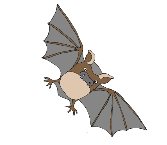An image of Bugler Bat